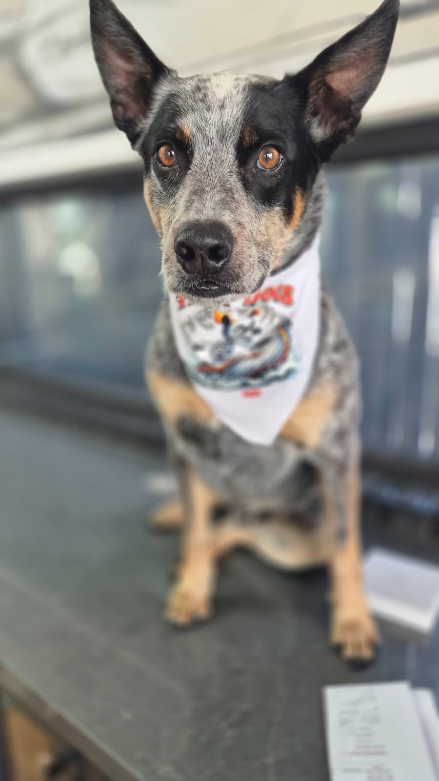 Tinny Dogs Bandana